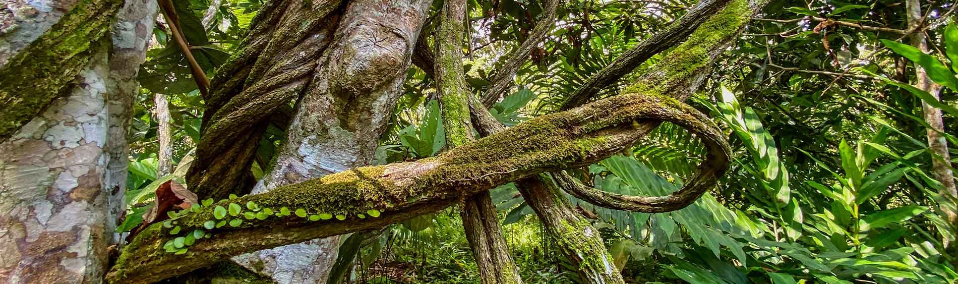 Traditional Plant Dietas at Shipibo Rao