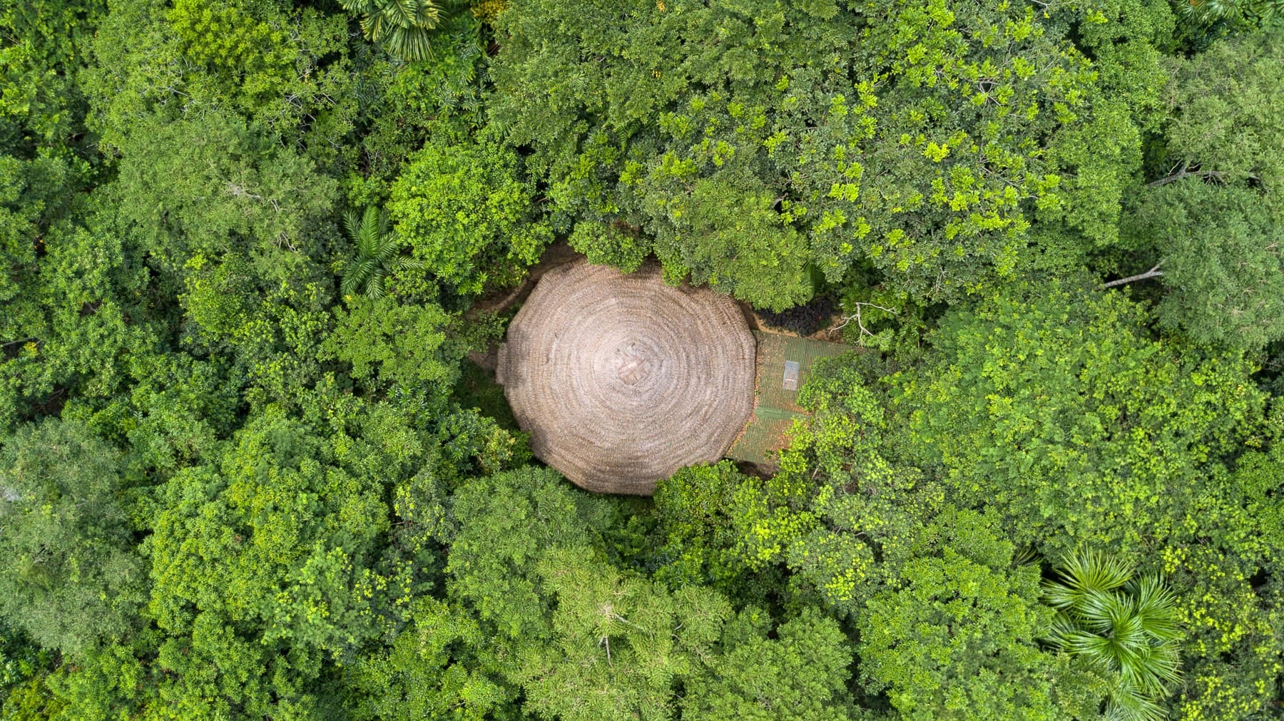 Traditional Plant Dietas at Shipibo Rao
