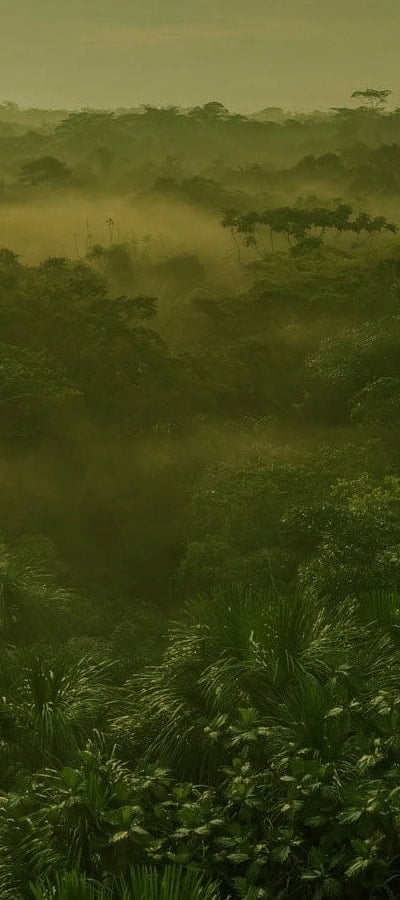 Traditional Plant Dietas at Shipibo Rao