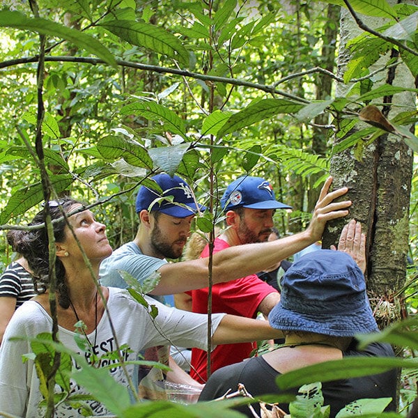 Four Week Ayahuasca Healing Empowerment Course