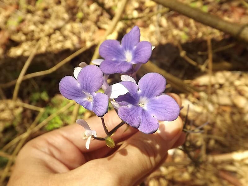 Four Week Ayahuasca Healing Empowerment Course