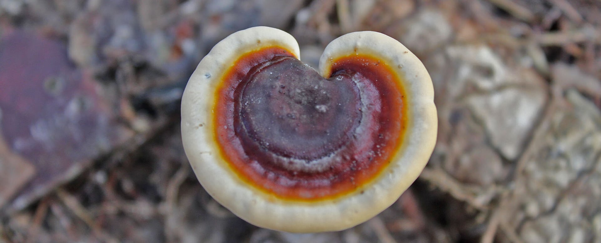 Four Week Ayahuasca Healing Empowerment Course