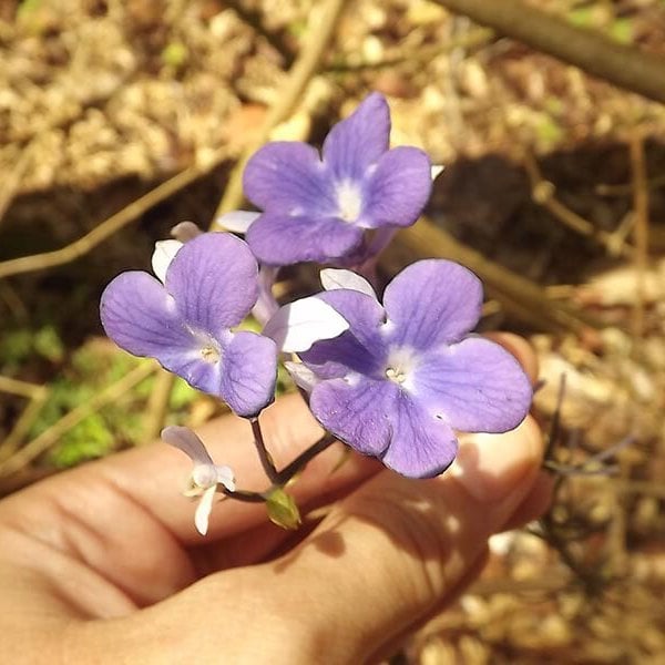 Eight Week Shipibo Ayahuasca Initiation Course in Peru – July 5 - August 29, 2026
