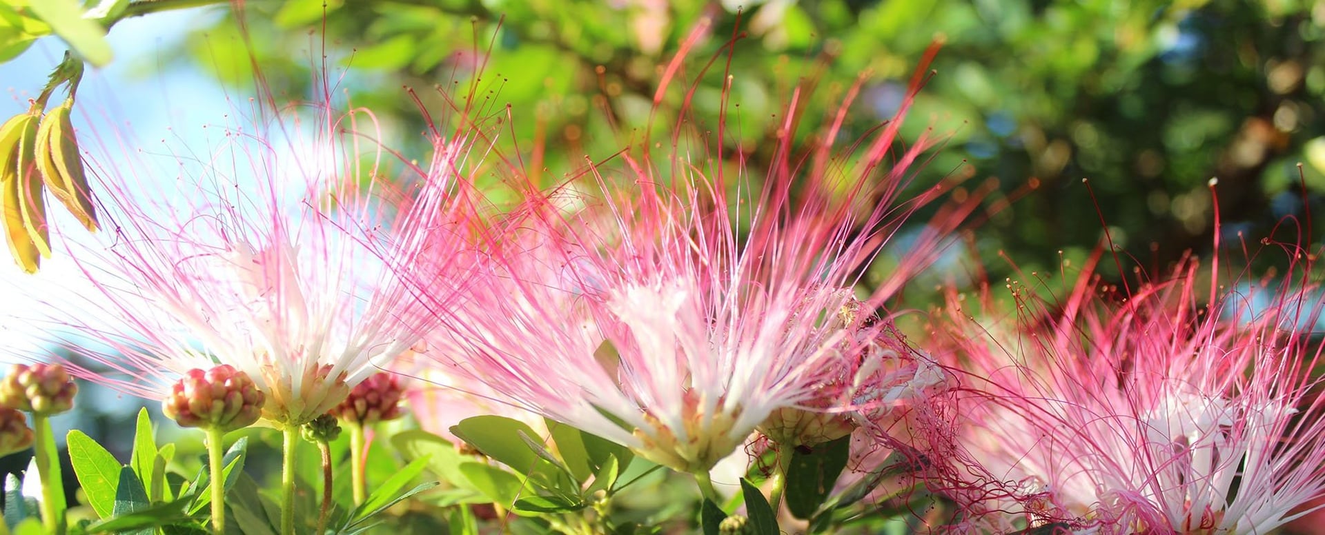 Shipibo Ayahuasca Retreat and Plant Dieta