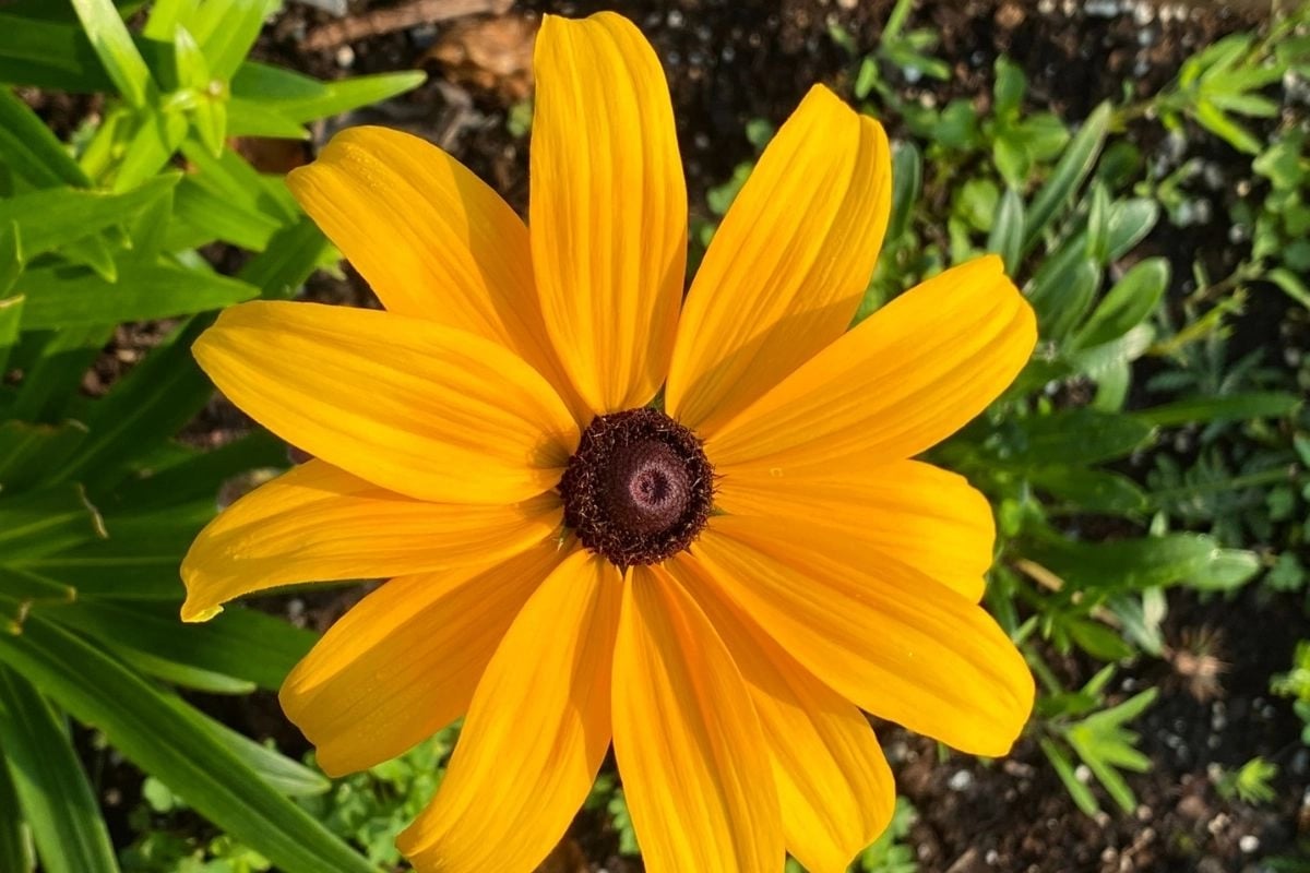 Vedanta: The Path to Inner Freedom