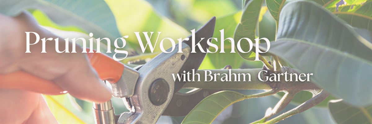 Pruning and Tree Health