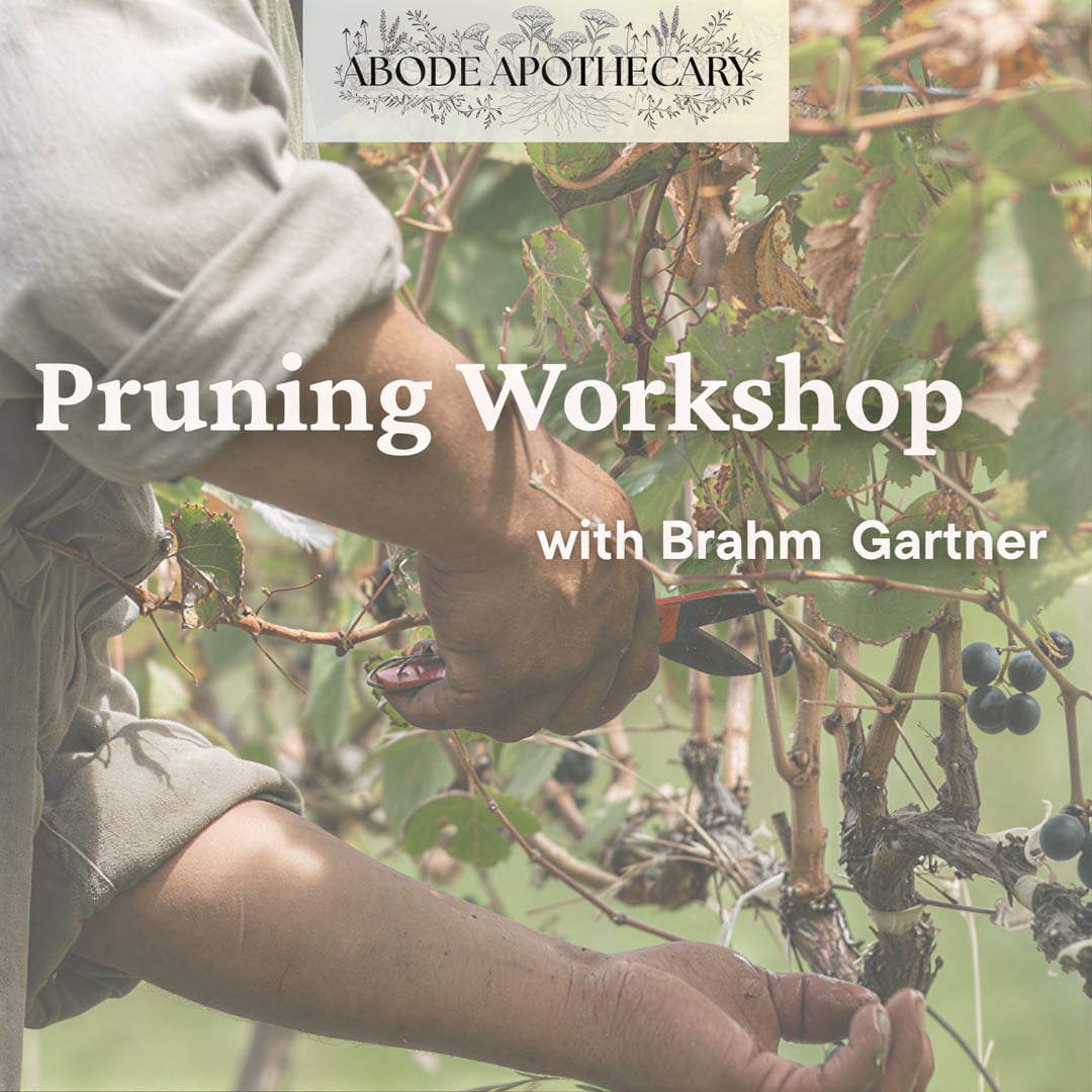 Pruning and Tree Health