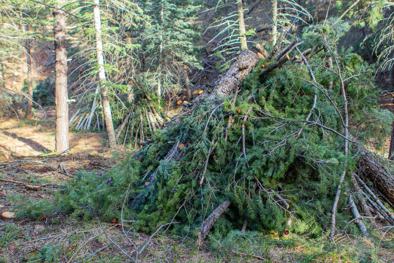 Public Raptor Center Tours