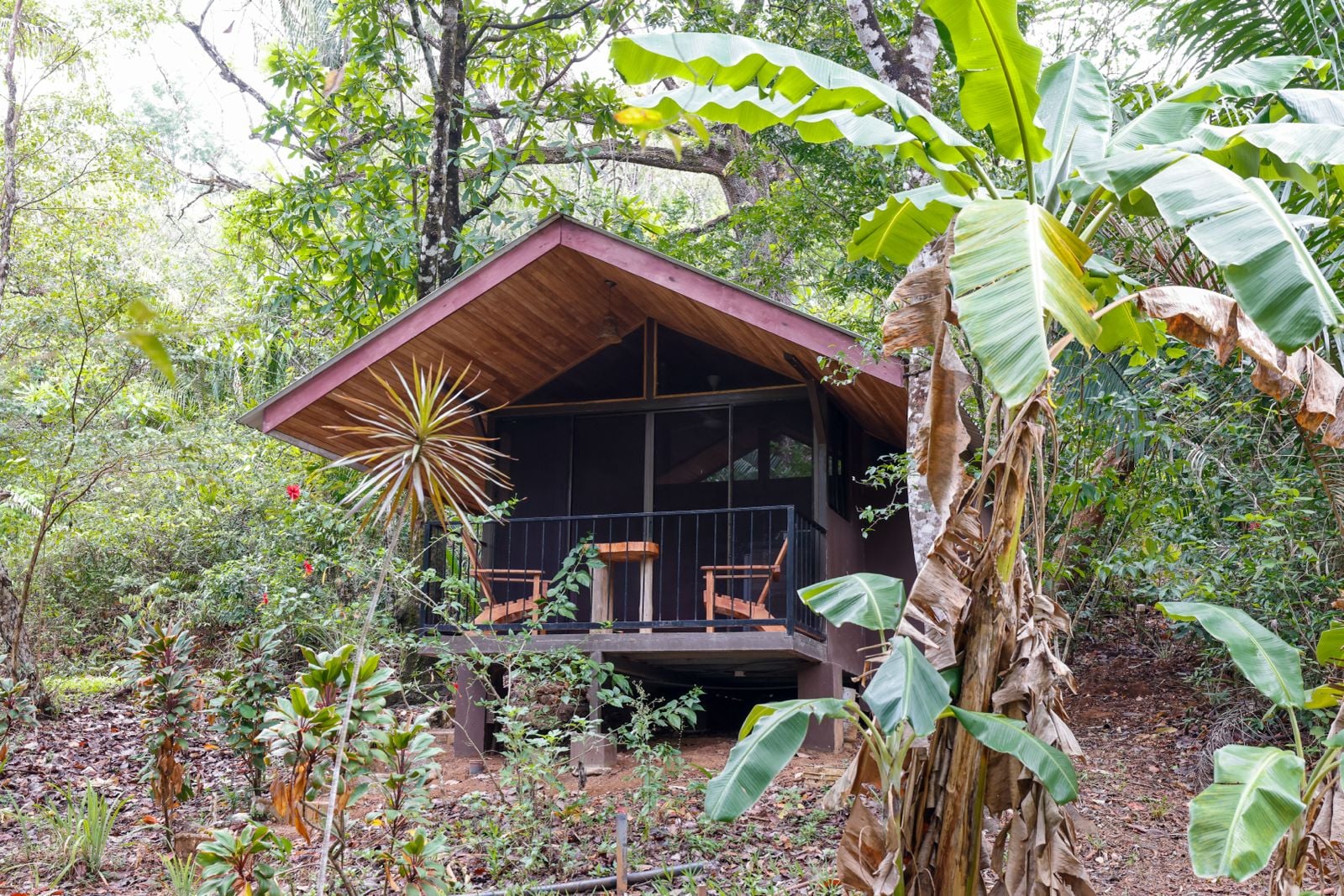 Body Cleanse Detox Program