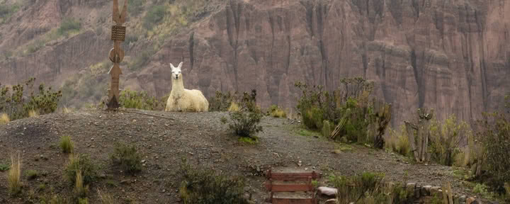 Wachuma Ceremonies