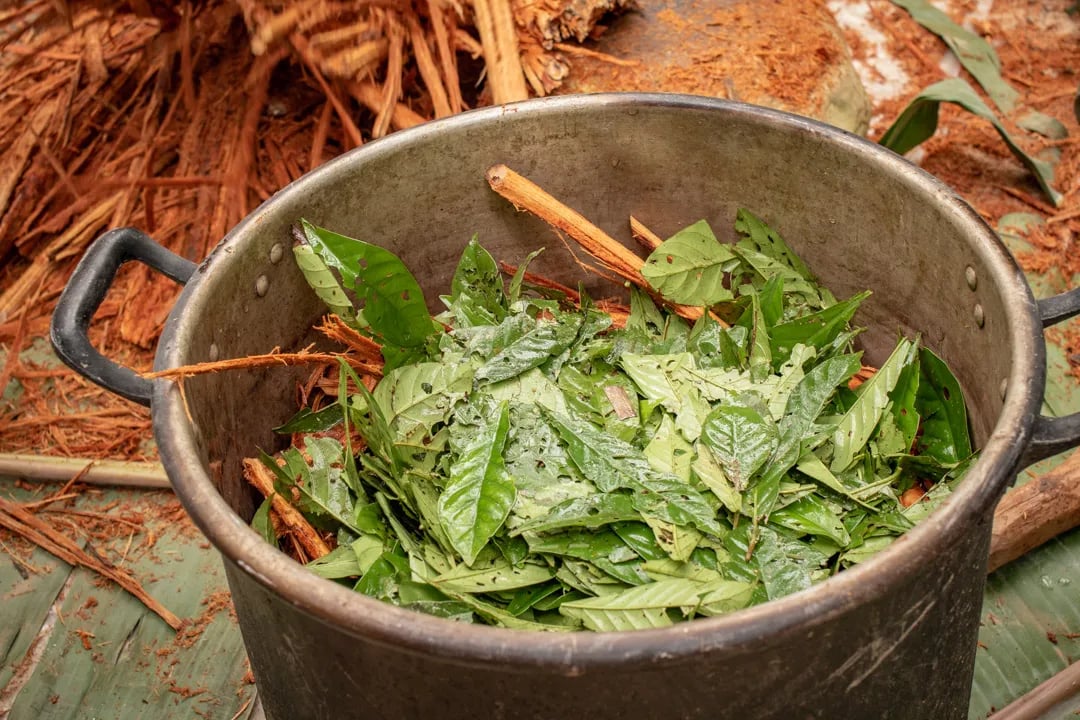 Ayahuasca Ceremony