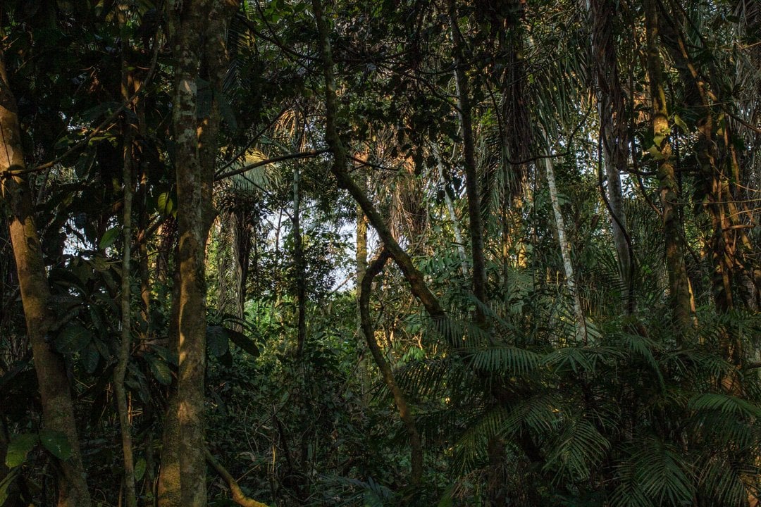 Ayahuasca Ceremony