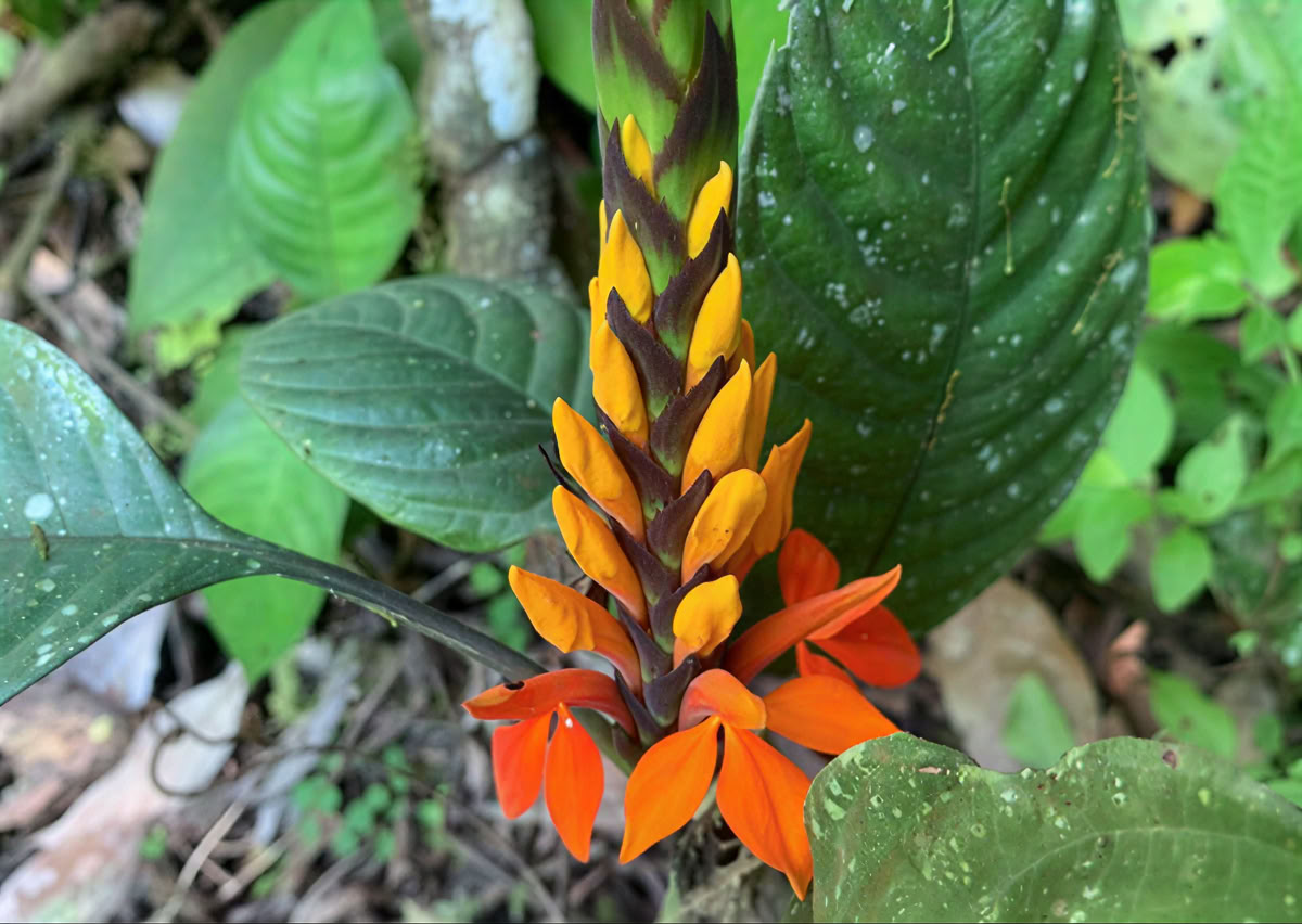 Retreat Extension – October