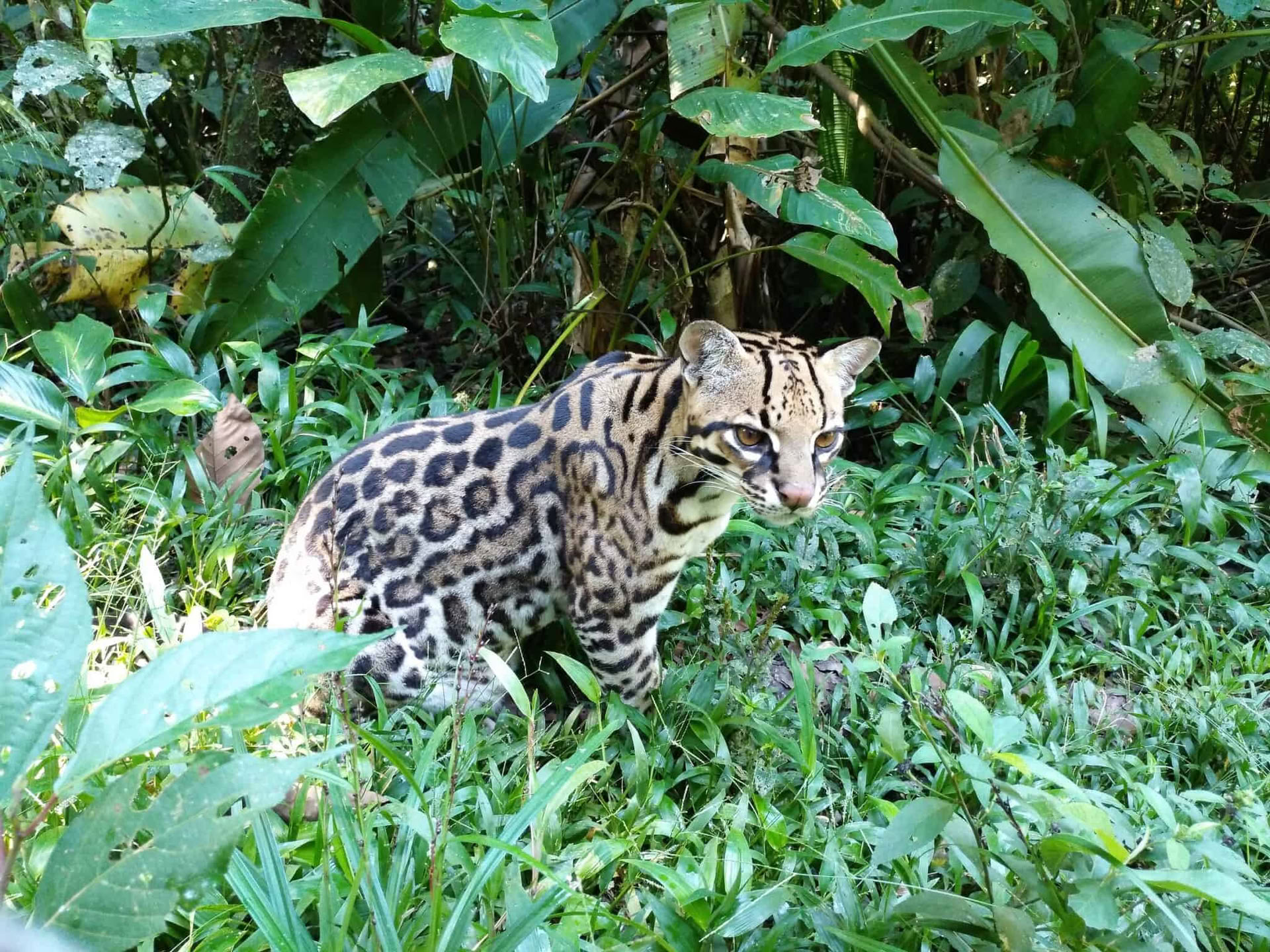 Retreat Extension – November