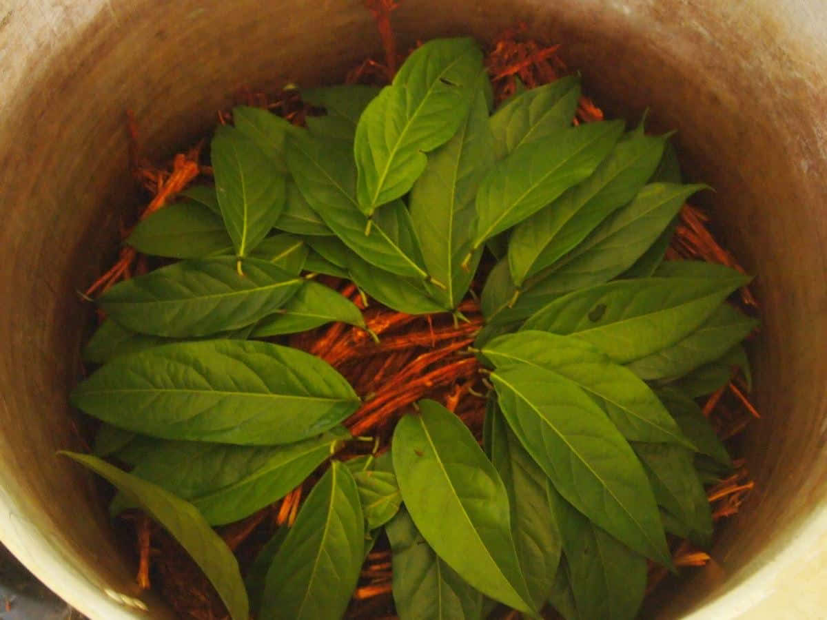 5-day Ayahuasca Retreat in Ecuador