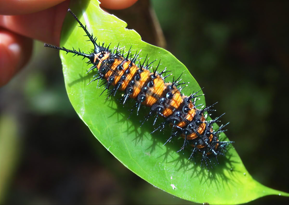 5-day Ayahuasca Retreat in Ecuador