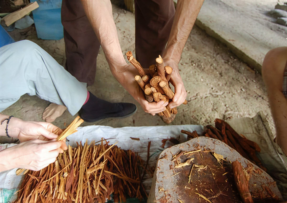 Ayahuasca Ceremony in Ecuador