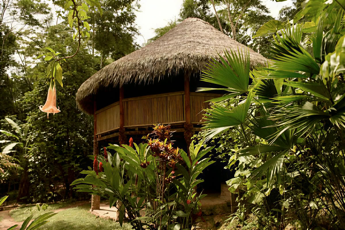 30 Day – Ayahuasca & Master Plant Dieta