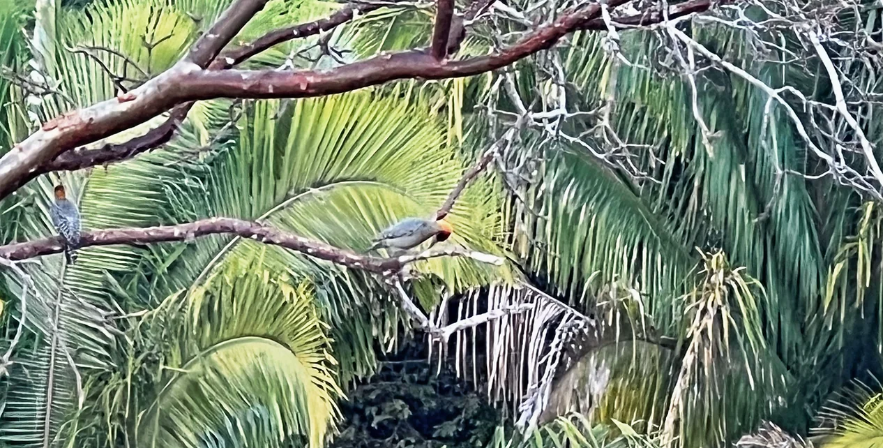 Birding, Yoga & Wellbeing Retreat