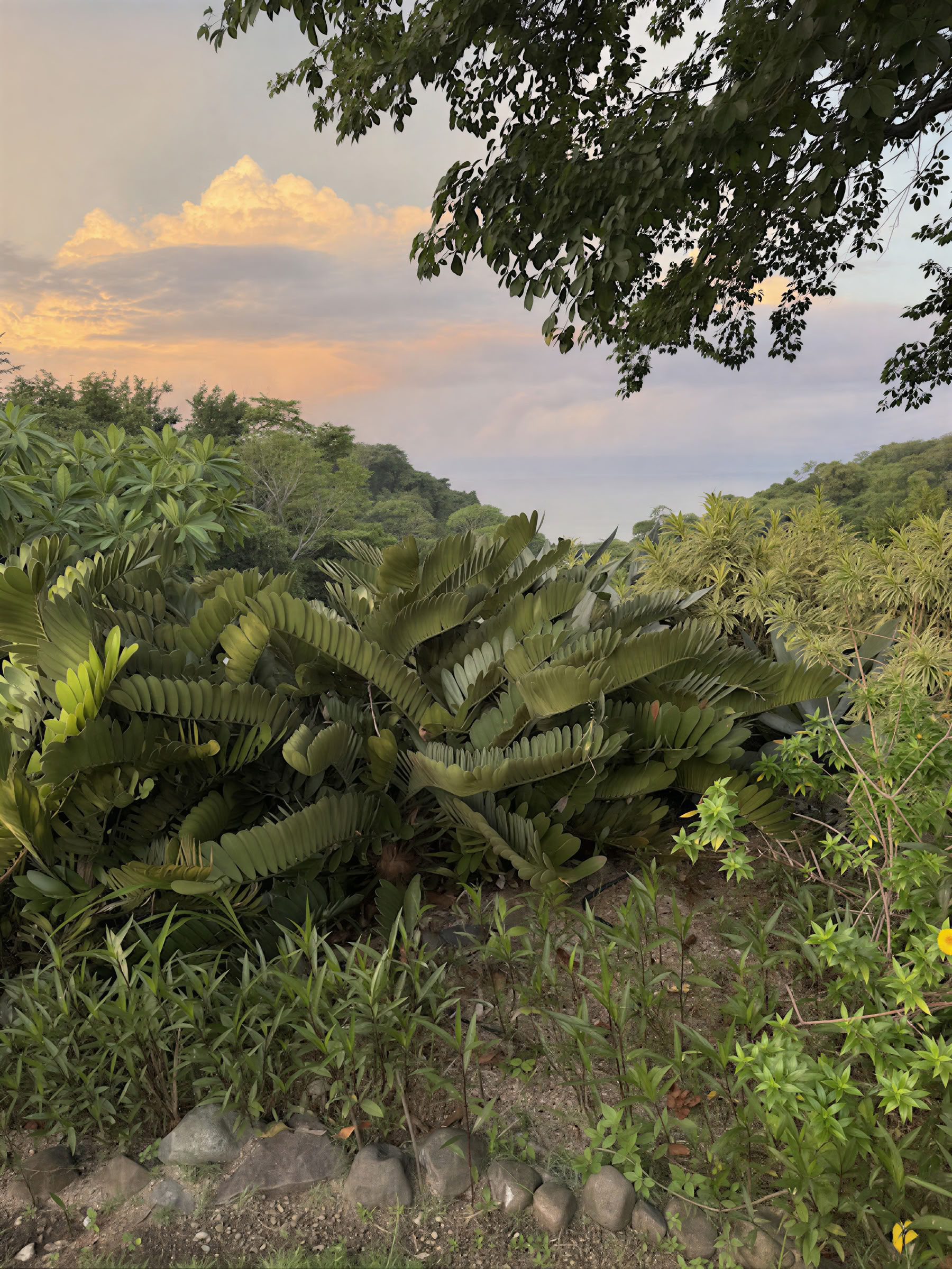 InwardBound Private Psilocybin Retreat: 4 day, 2 Psilocybin Sessions- Netherlands/ Costa Rica
