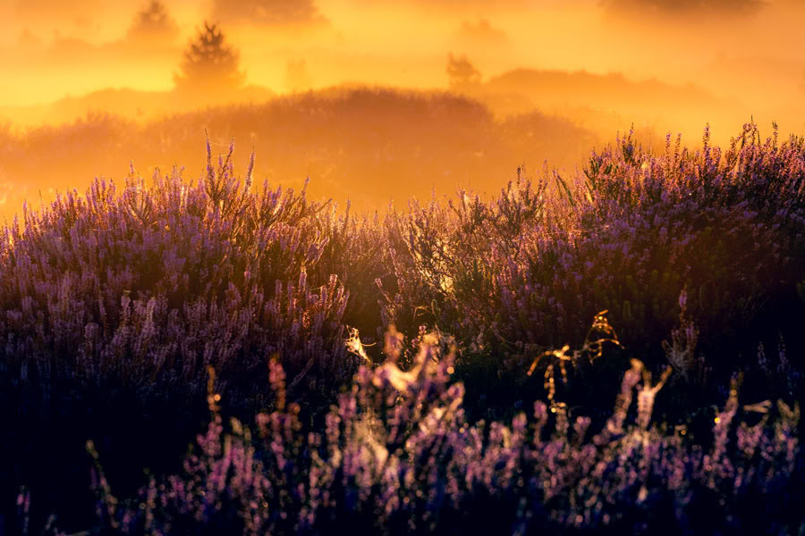 InwardBound Private Psilocybin Retreat: 4 day, 2 Psilocybin Sessions- Netherlands/ Costa Rica