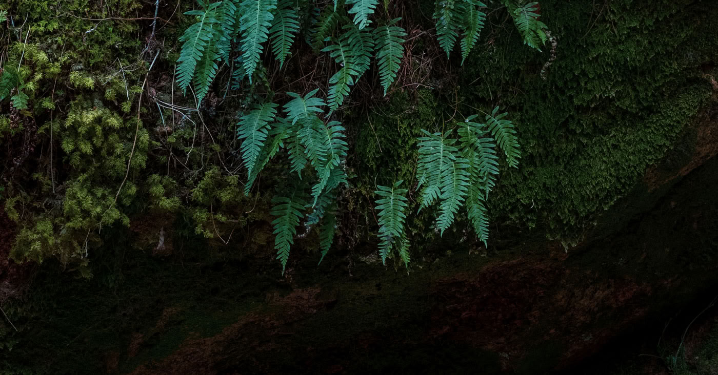 InwardBound Private Psilocybin Retreat: 4 day, 2 Psilocybin Sessions- Netherlands/ Costa Rica