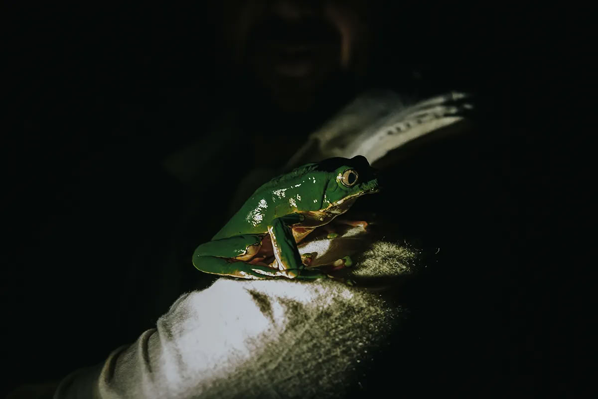 11-Day Ayahuasca Retreat in Peru – August 31 - September 10 2026 | Shipibo Healing & Integration