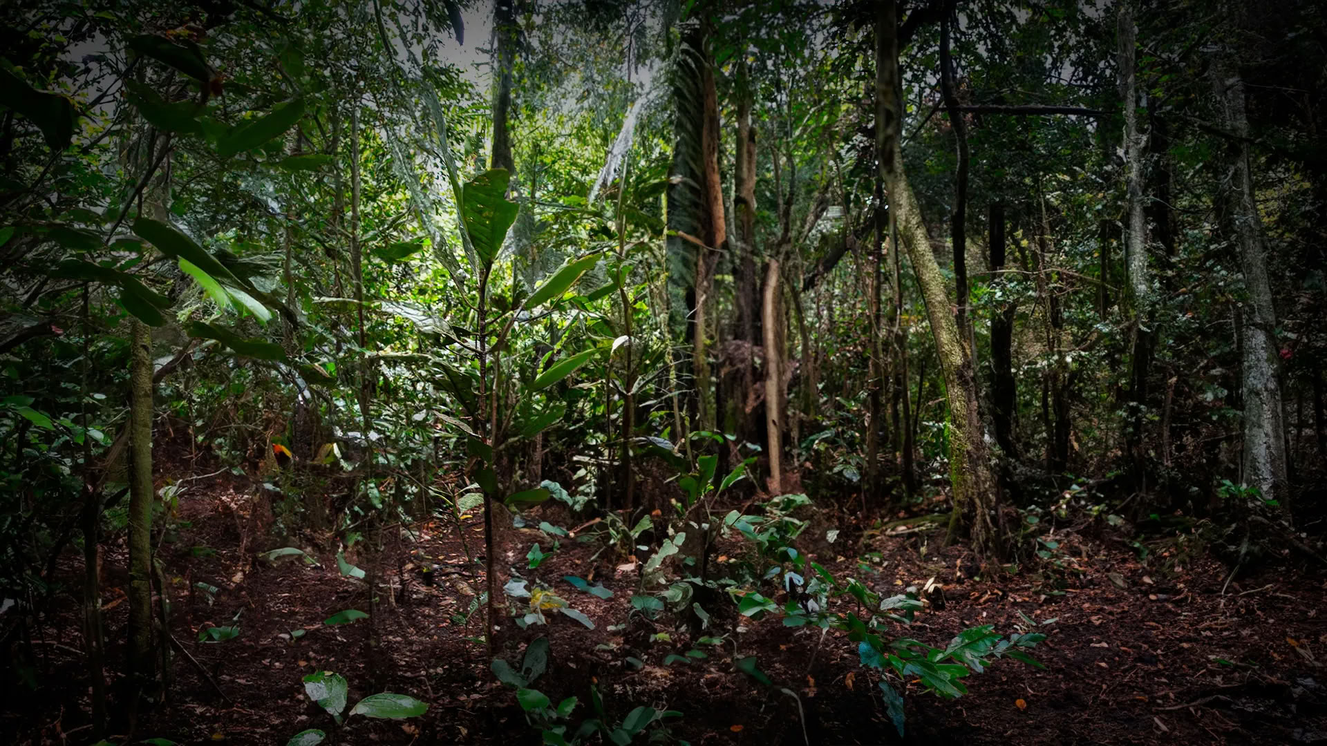 11-Day Ayahuasca Retreat in Peru – August 31 - September 10 2026 | Shipibo Healing & Integration