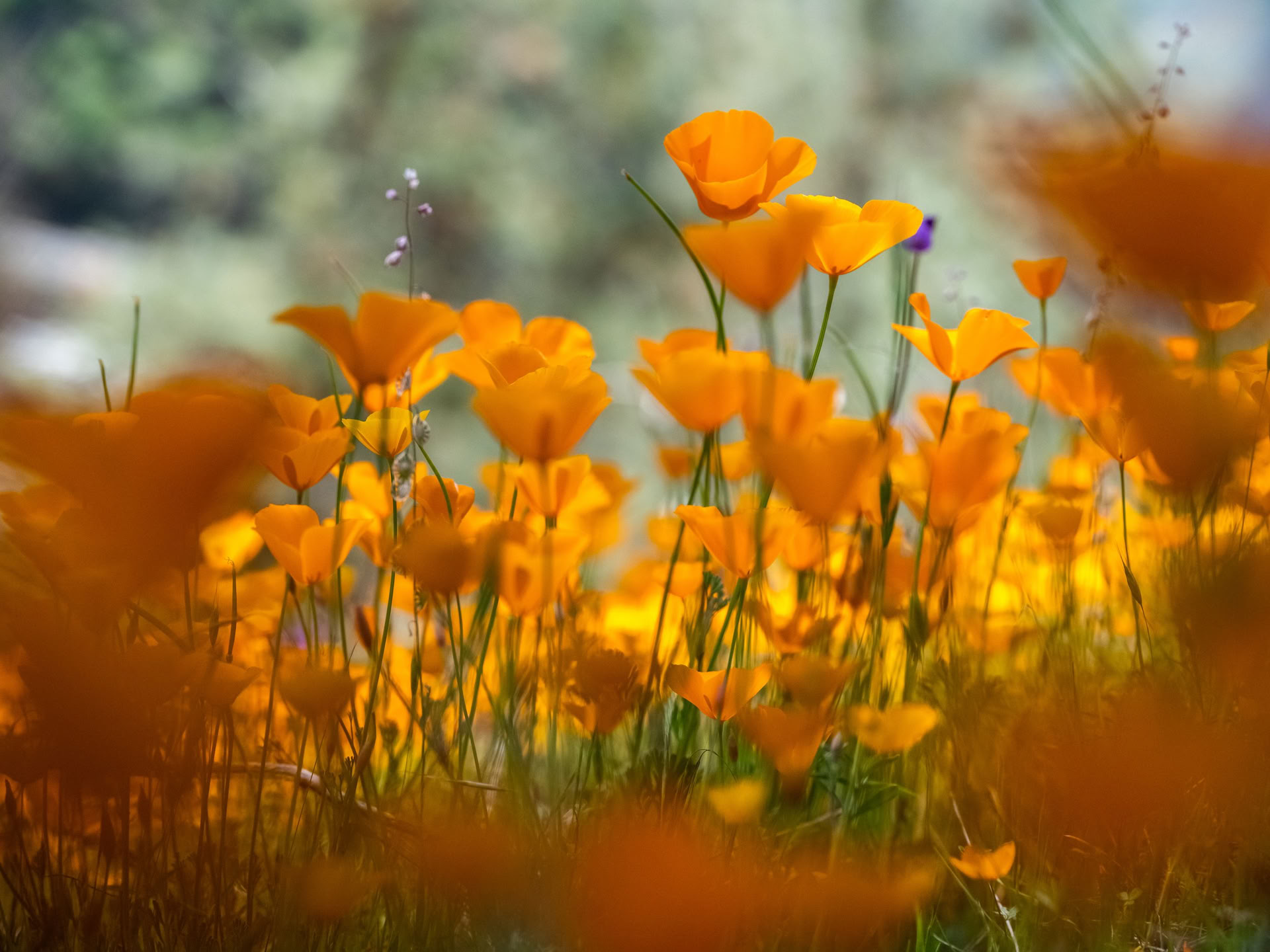 Roots of Resilience: Yoga & The Work That Reconnects