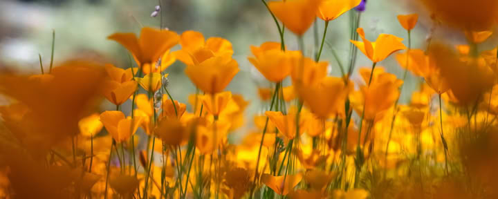 Roots of Resilience: Yoga & The Work That Reconnects