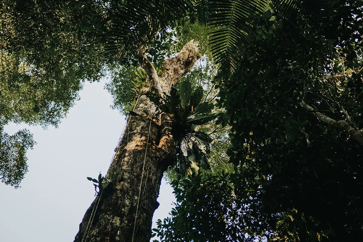 11-Day Ayahuasca Retreat in Peru – July 24 - August 3 2026 | Shipibo Healing & Integration