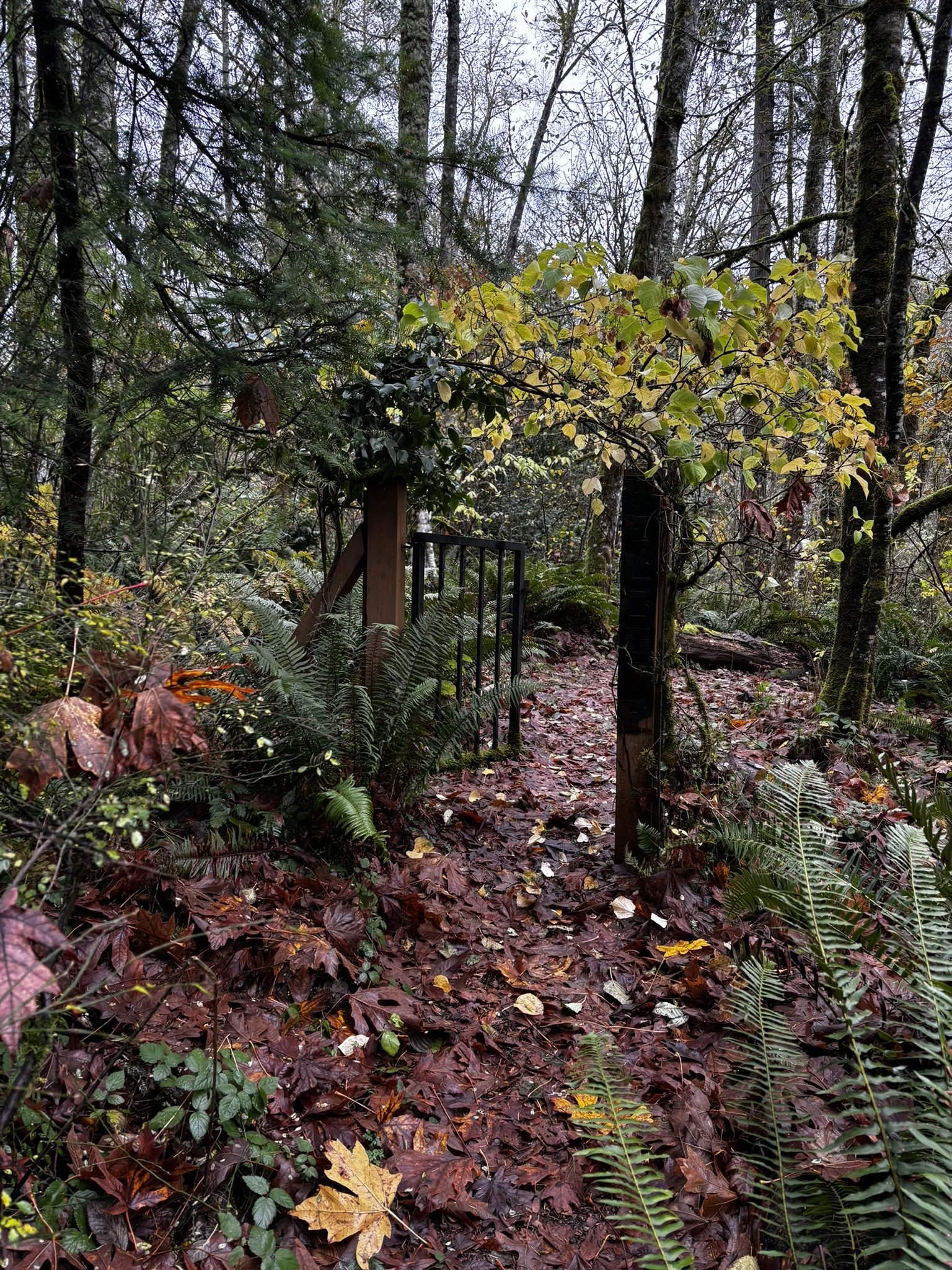 Forest Bathing at St. Placid Priory