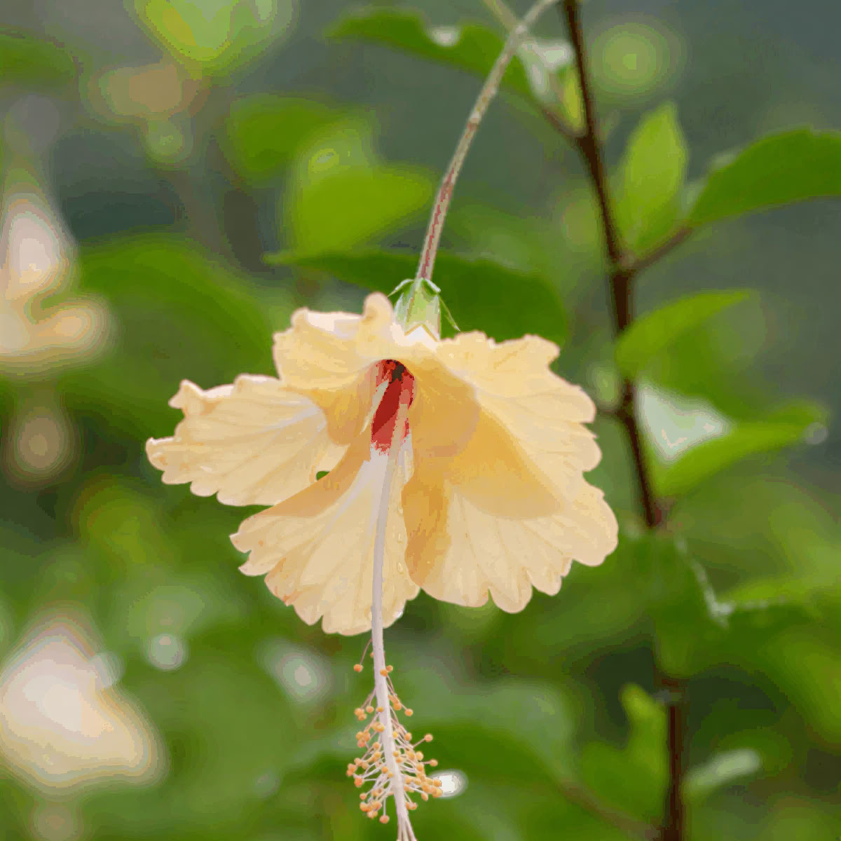 Soltara at Goddess Falls | Five Night Retreat