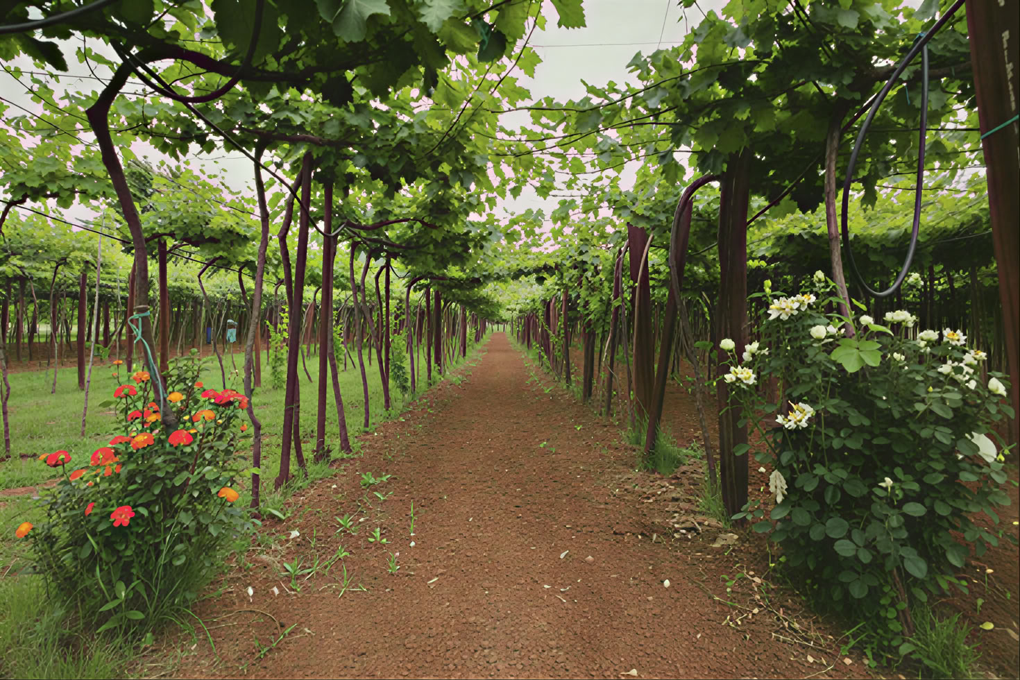 Traditional and Modern Mixed Wine Tour