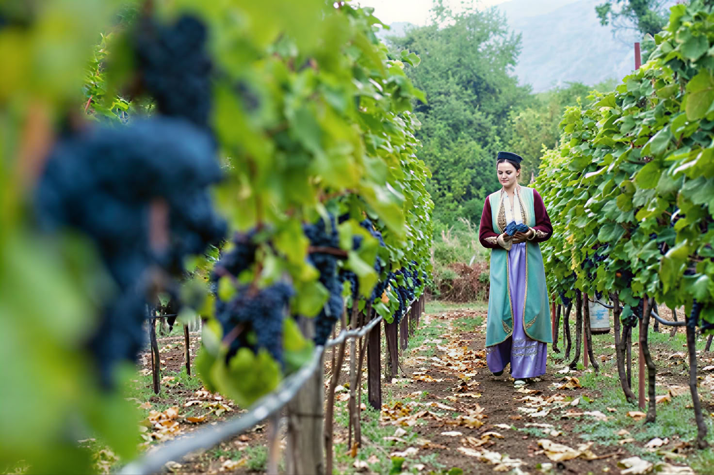 Crmnica Wine Road Tour