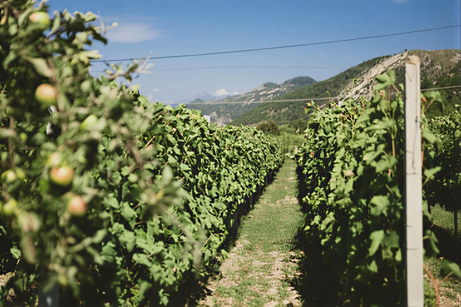 Montenegro Wine Road Tour
