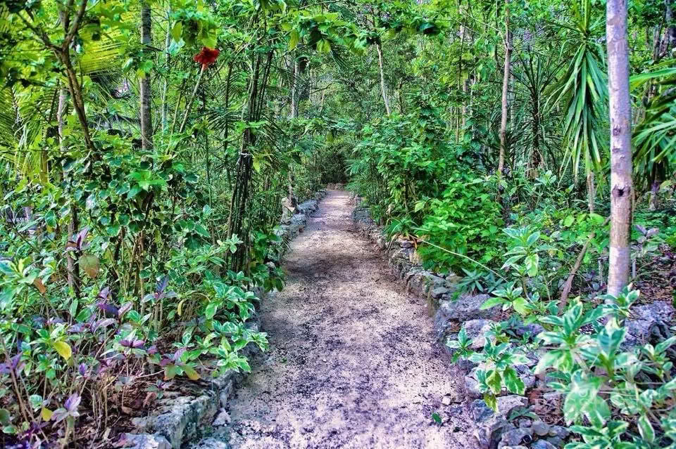 Ayahuasca Retreat, Mexico