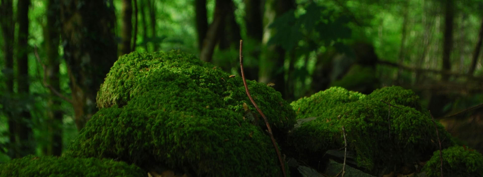 FSC Forest Management Expert Course