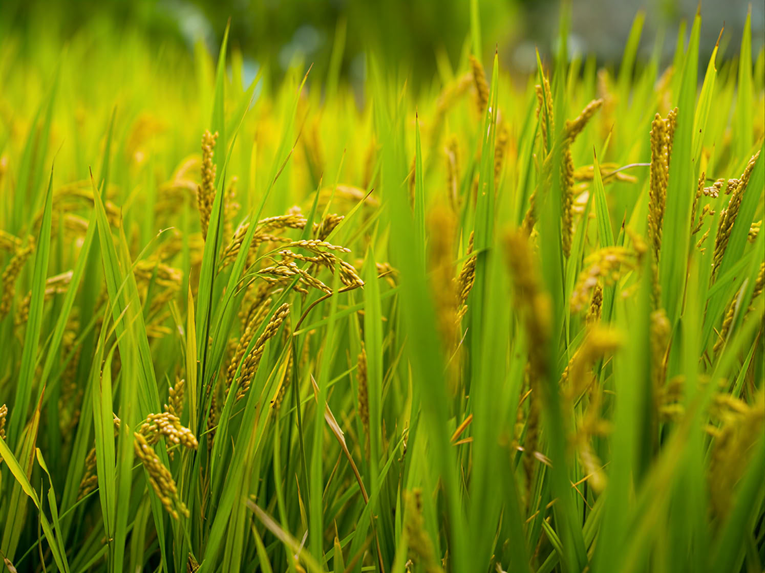 Building deforestation- and conversion-free supply chains under the EUDR