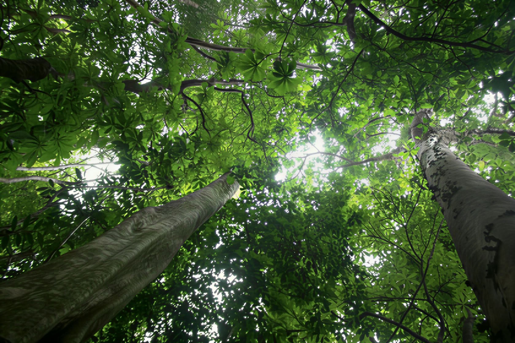 Building deforestation- and conversion-free supply chains under the EUDR
