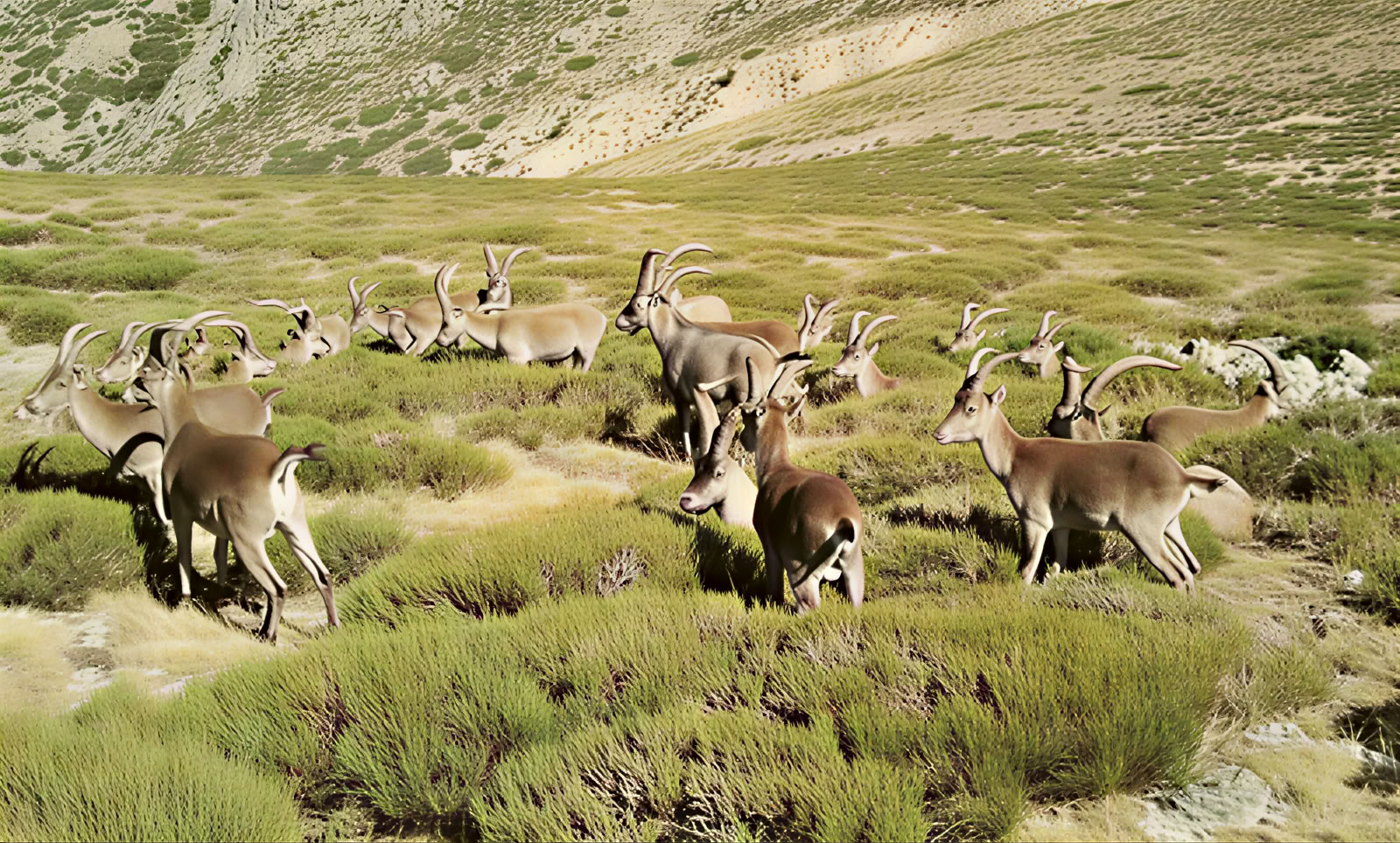 Nature-based Solutions: Ecosystem Restoration and Carbon Projects Training Course
