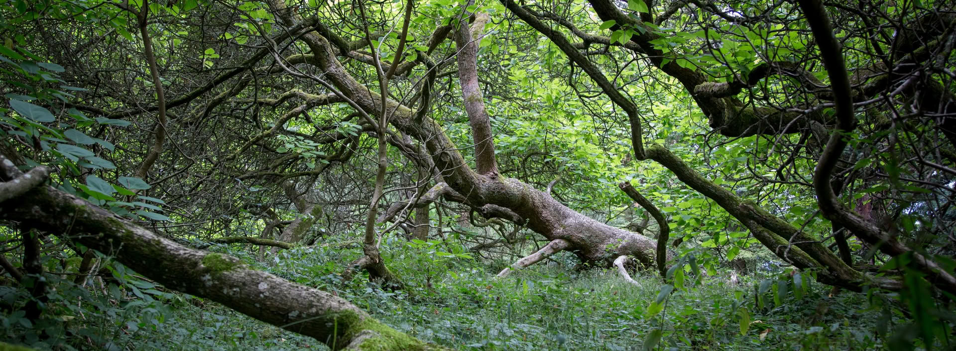 Nature-based Solutions: Ecosystem Restoration and Carbon Projects Training Course