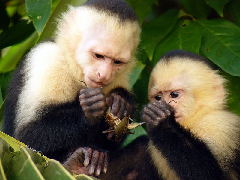 Manuel Antonio Day Trip (A San Jose Day Trip)