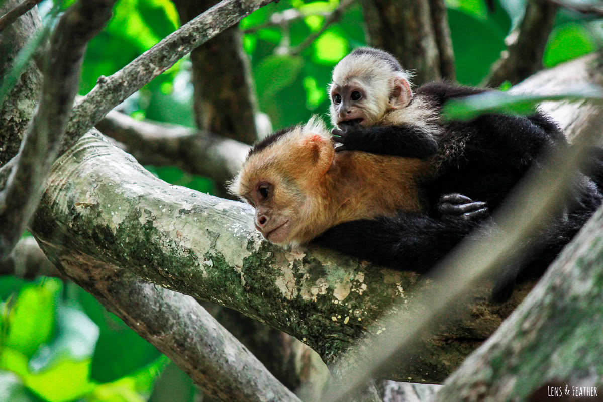 Manuel Antonio Day Trip (A San Jose Day Trip)