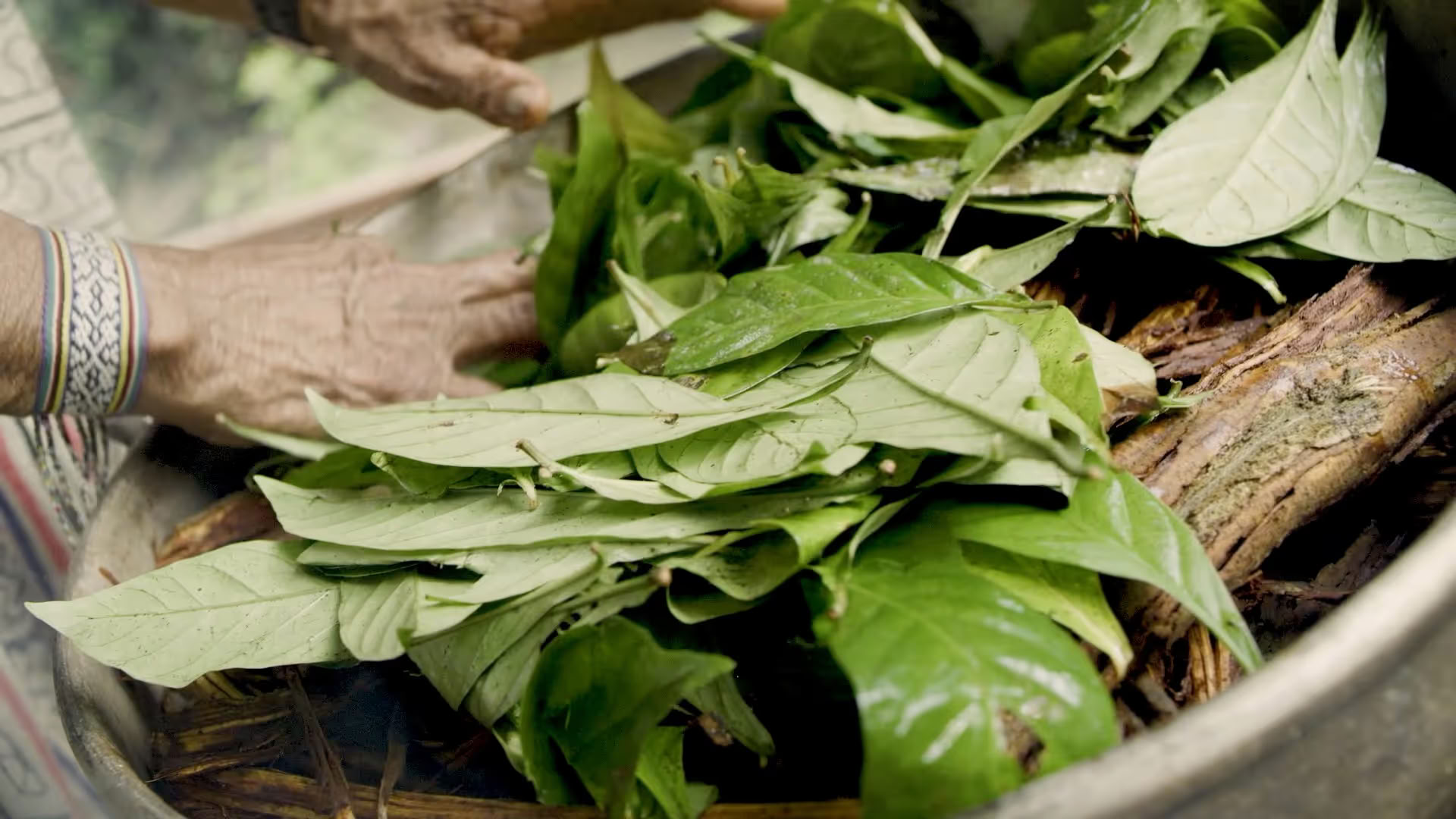 14 Day Ayahuasca Retreat