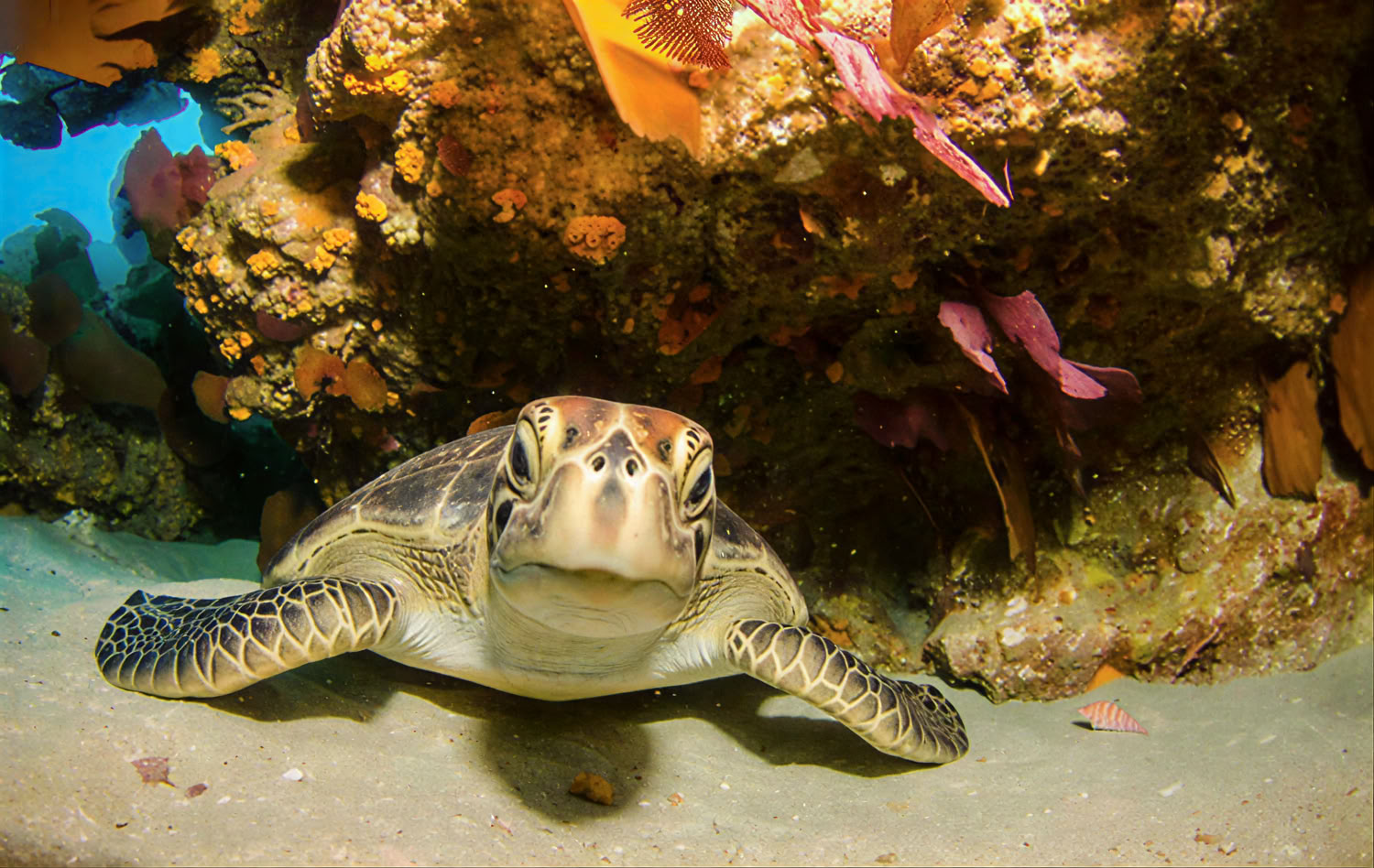Night & Limited Visibility Diving Specialty