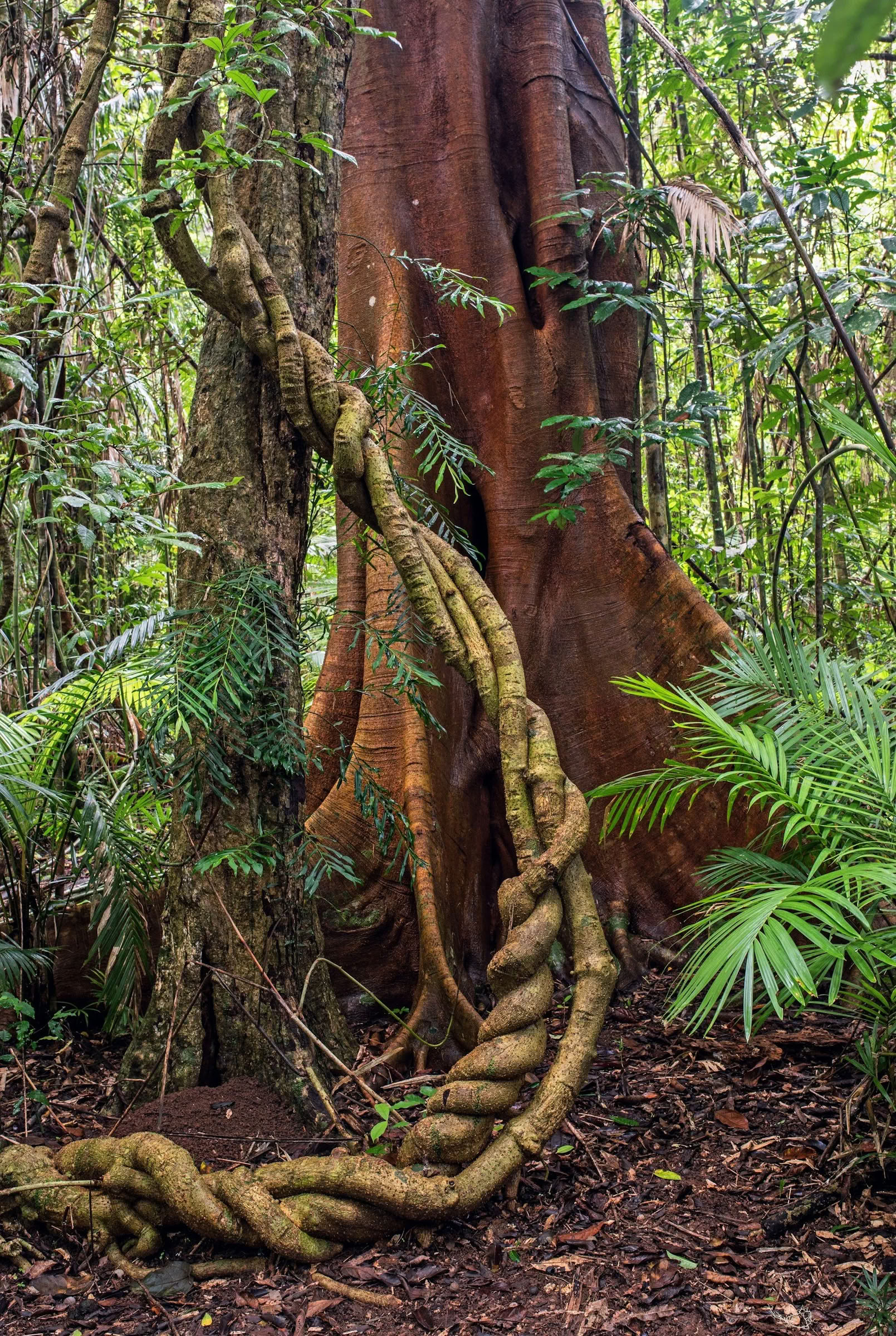 Non Beginner Ayahuasca Retreat