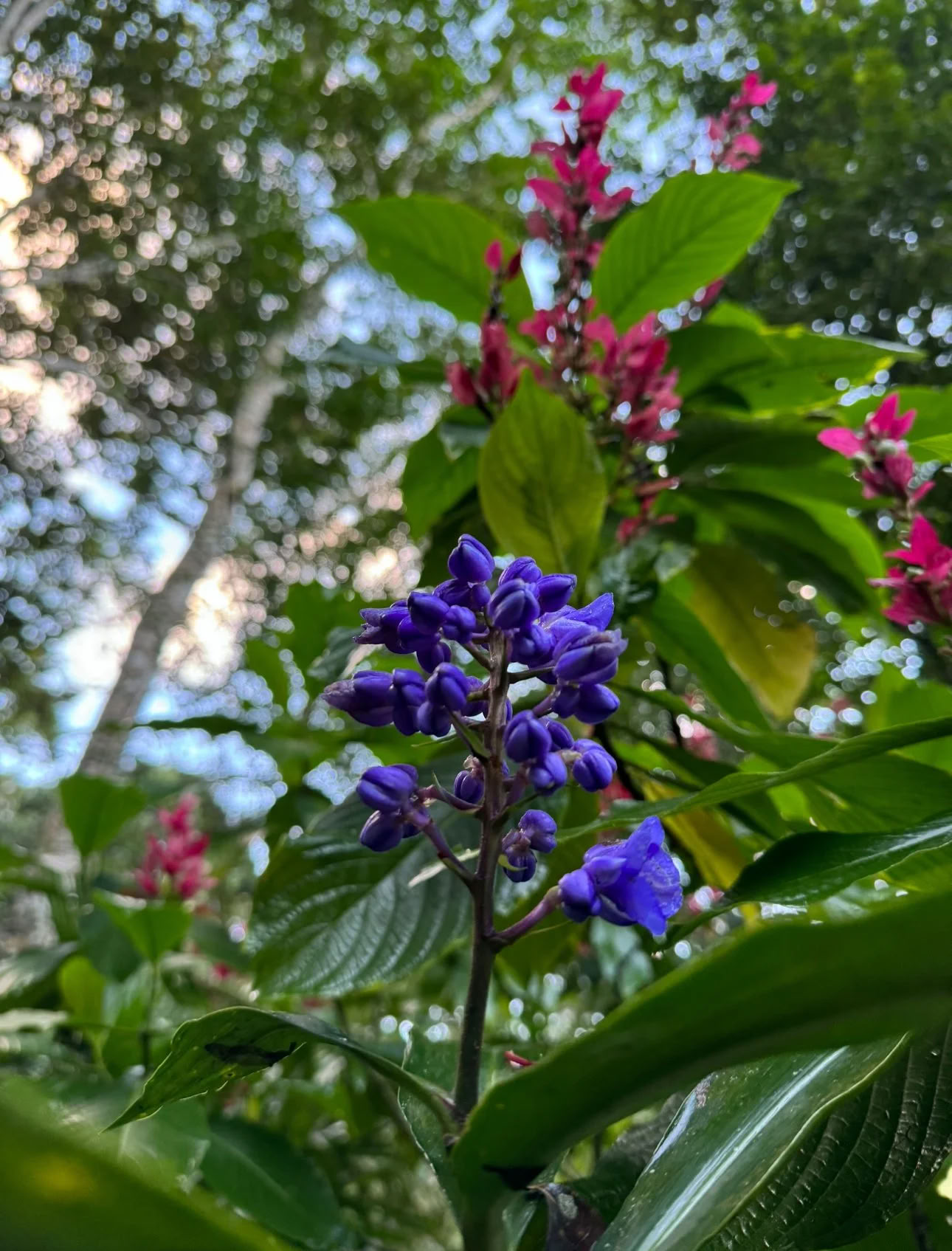 Non Beginner Ayahuasca Retreat