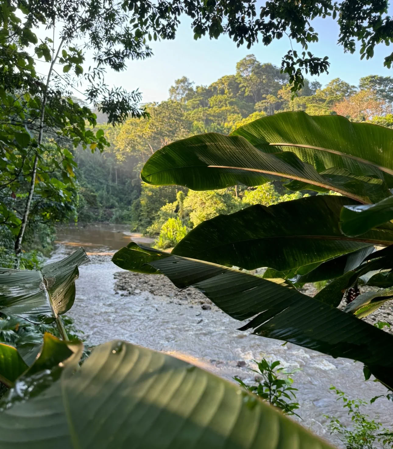 Non Beginner Ayahuasca Retreat