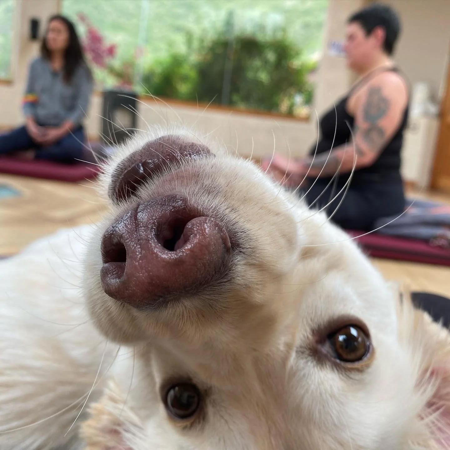 Non Beginner Ayahuasca Retreat